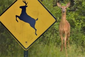 Can deer read road signs? 